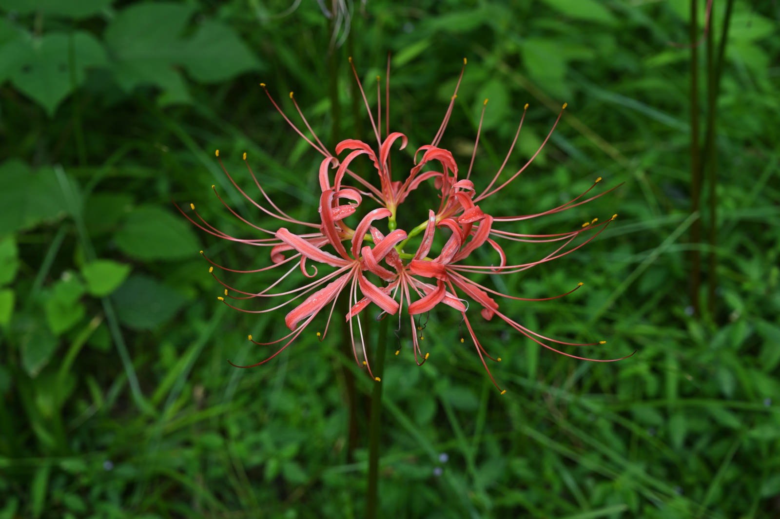 石蒜花